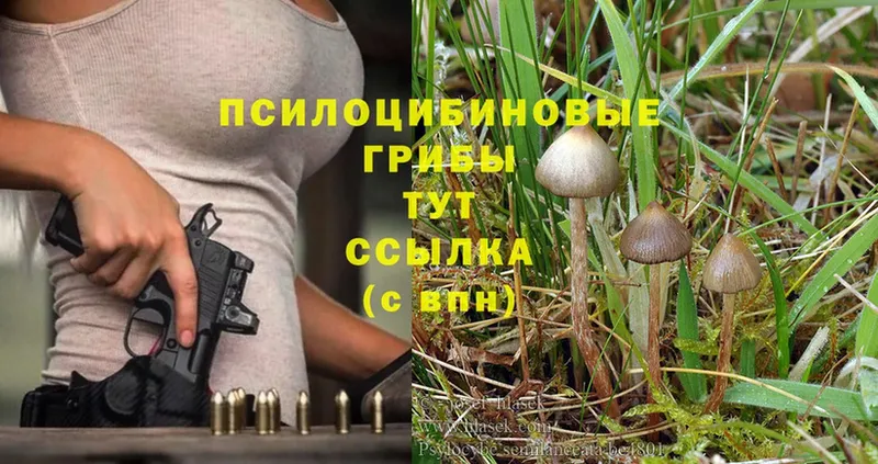 Псилоцибиновые грибы Cubensis  Ливны 